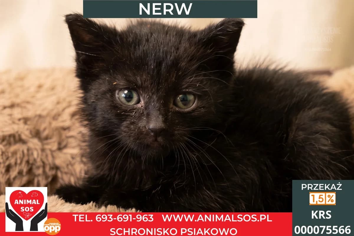 NERW, male puppy Mixed Breed for adoption at Animal Sos Psiakowo Centrum Adopcyjne, 99-423