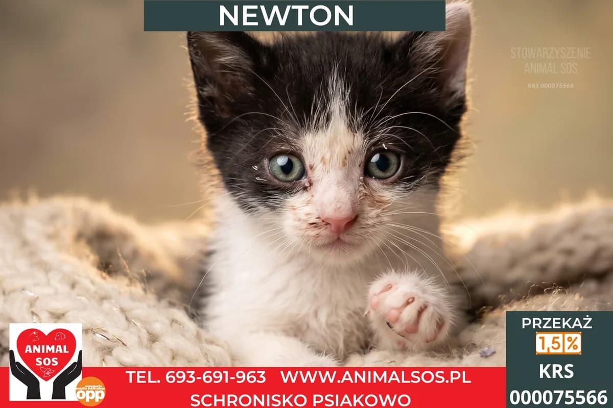 NEWTON, male puppy Mixed Breed for adoption at Animal Sos Psiakowo Centrum Adopcyjne, 99-423