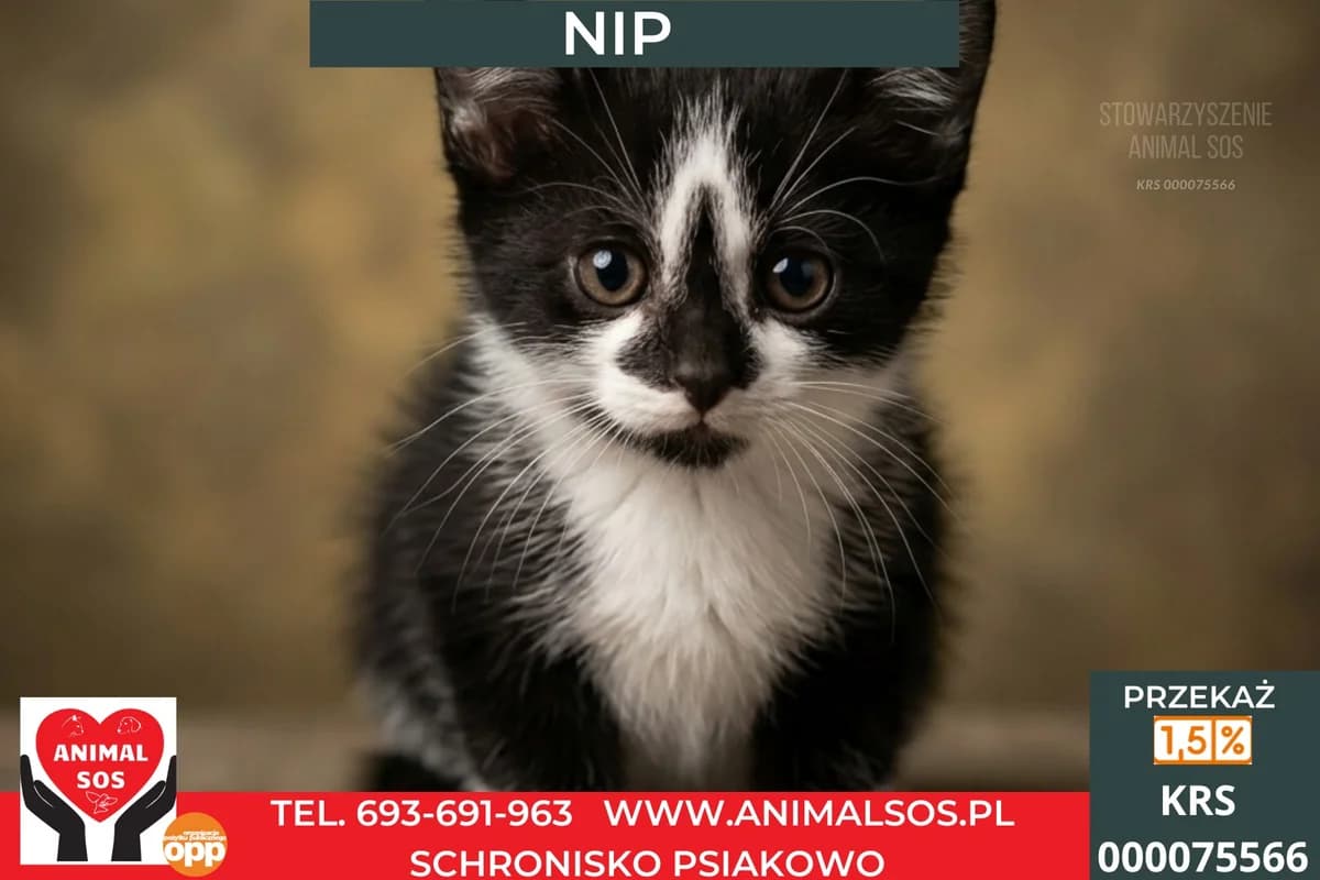 NIP, male puppy Mixed Breed for adoption at Animal Sos Psiakowo Centrum Adopcyjne, 99-423