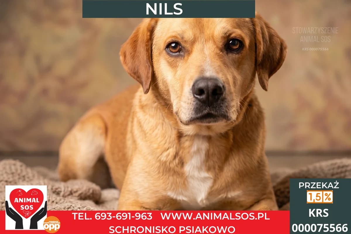 NILS, male puppy Mixed Breed for adoption at Animal Sos Psiakowo Centrum Adopcyjne, 99-423