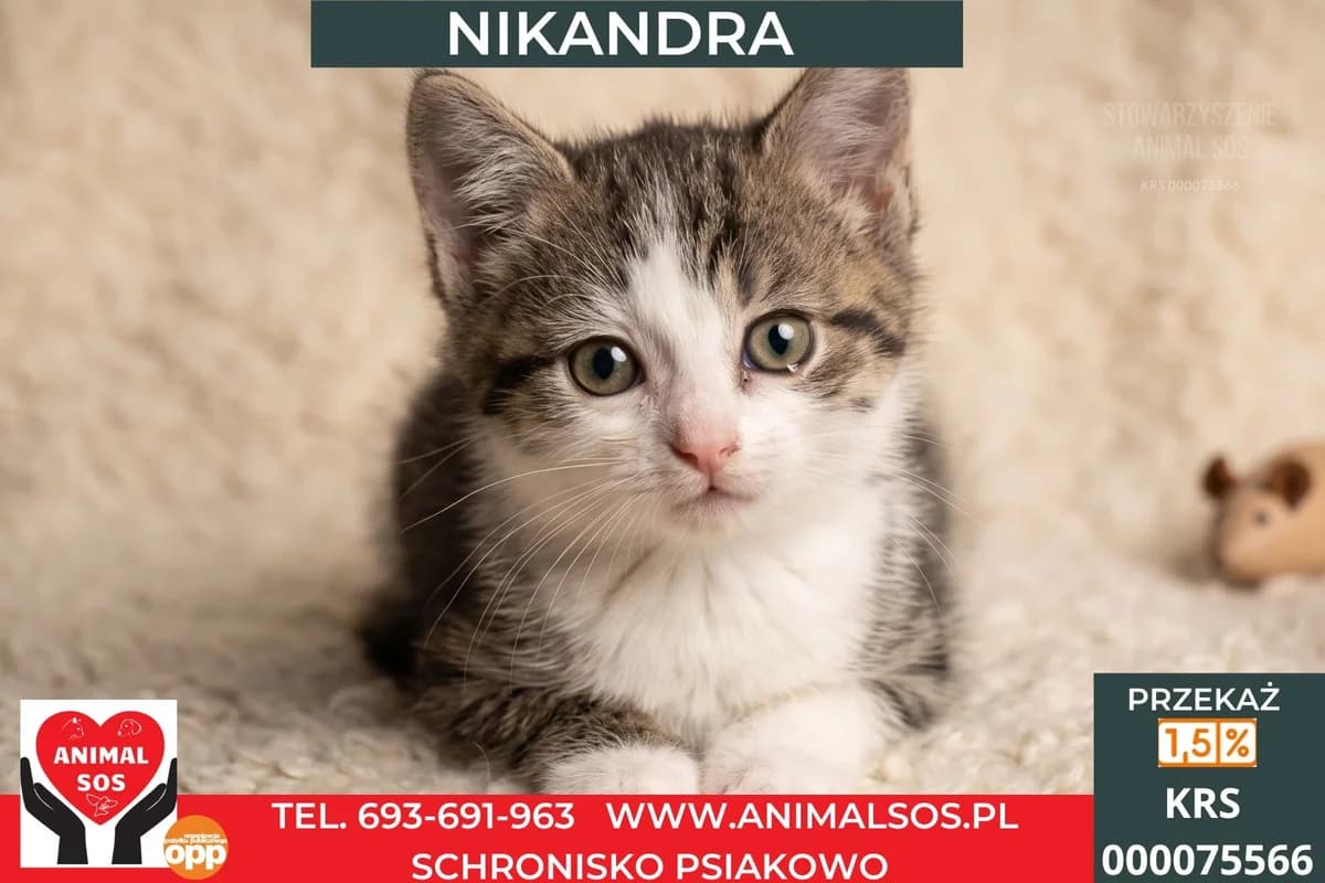 NIKANDRA, female puppy Mixed Breed for adoption at Animal Sos Psiakowo Centrum Adopcyjne, 99-423