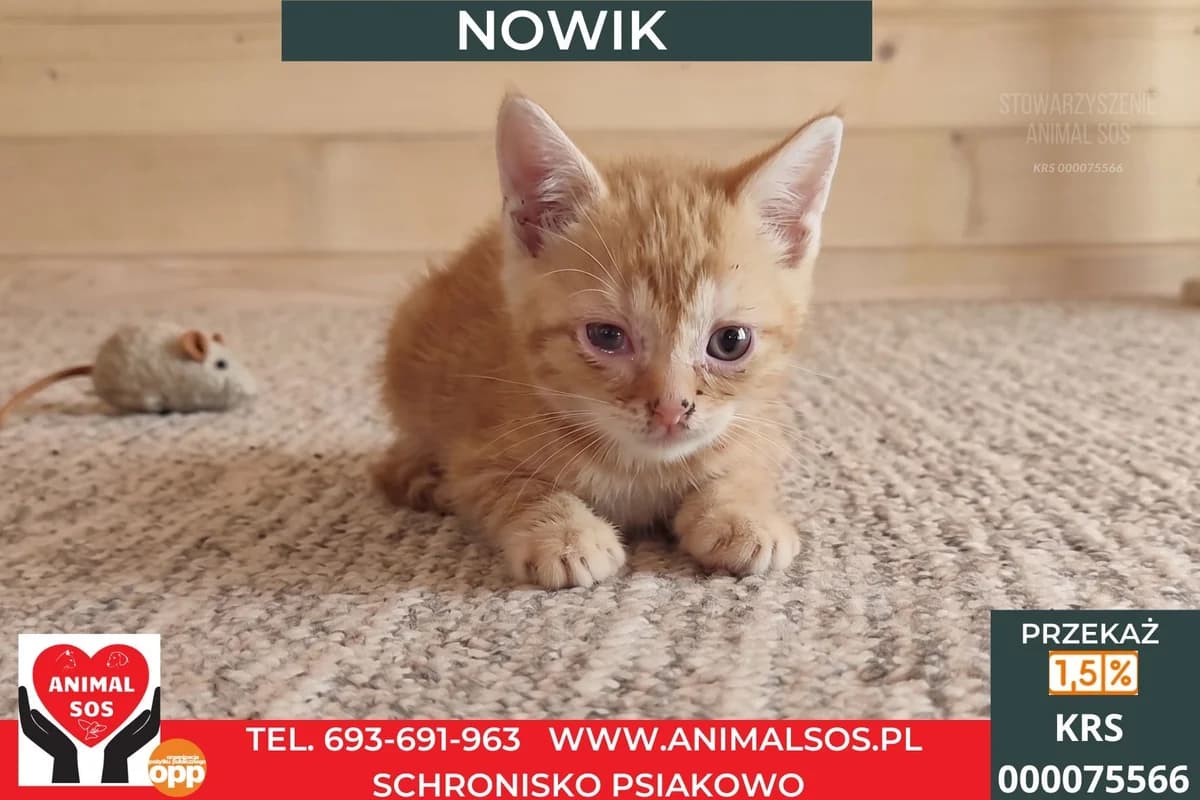NOWIK, male puppy Mixed Breed for adoption at Animal Sos Psiakowo Centrum Adopcyjne, 99-423