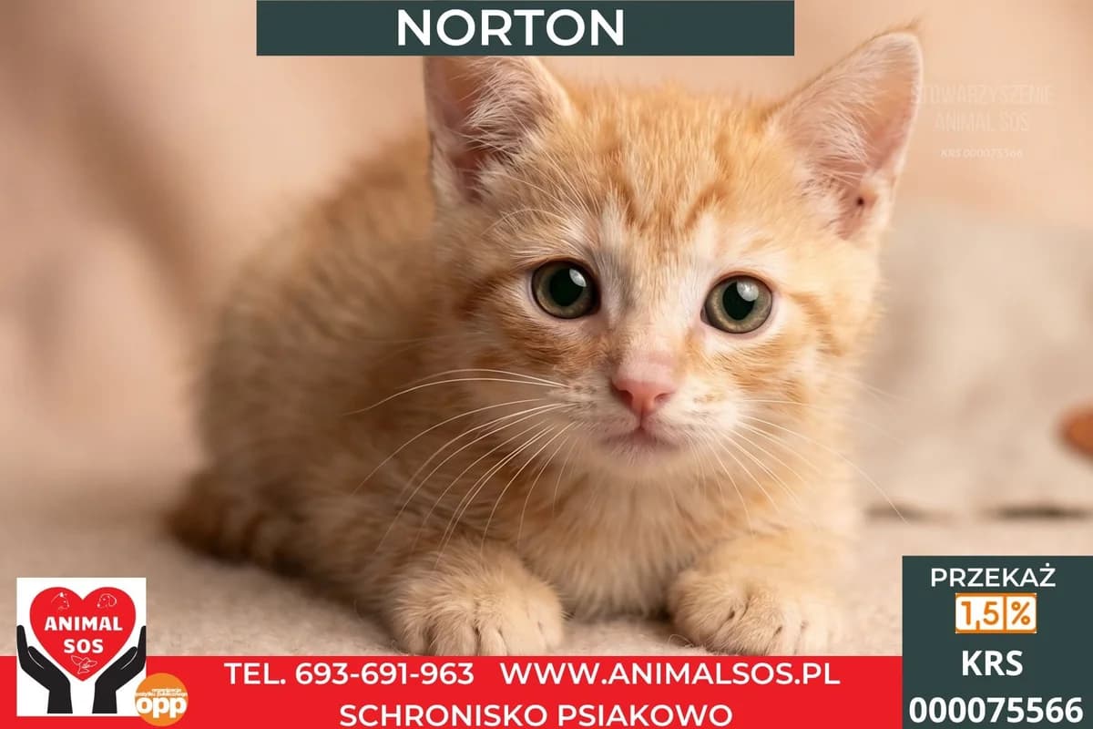 NOWIK, male puppy Mixed Breed for adoption at Animal Sos Psiakowo Centrum Adopcyjne, 99-423
