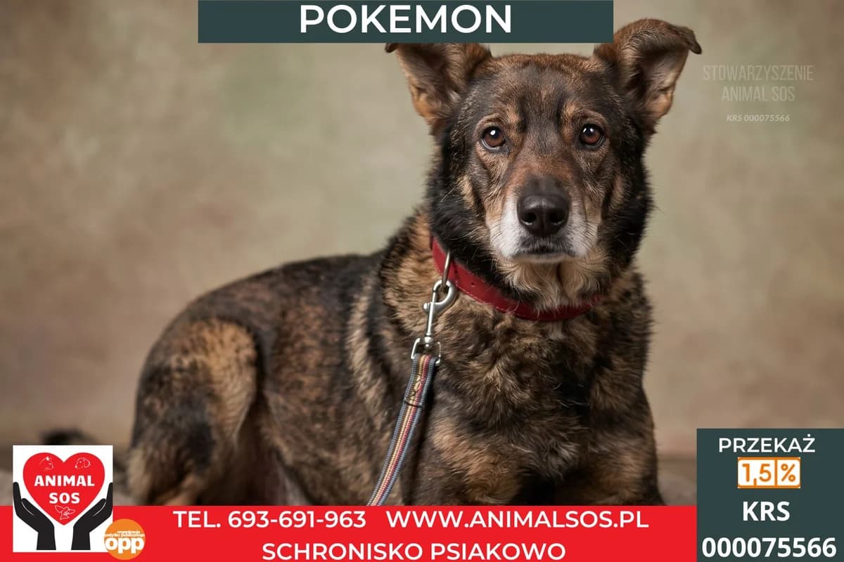 POKEMON, male Mixed Breed for adoption at Animal Sos Psiakowo Centrum Adopcyjne, 99-423