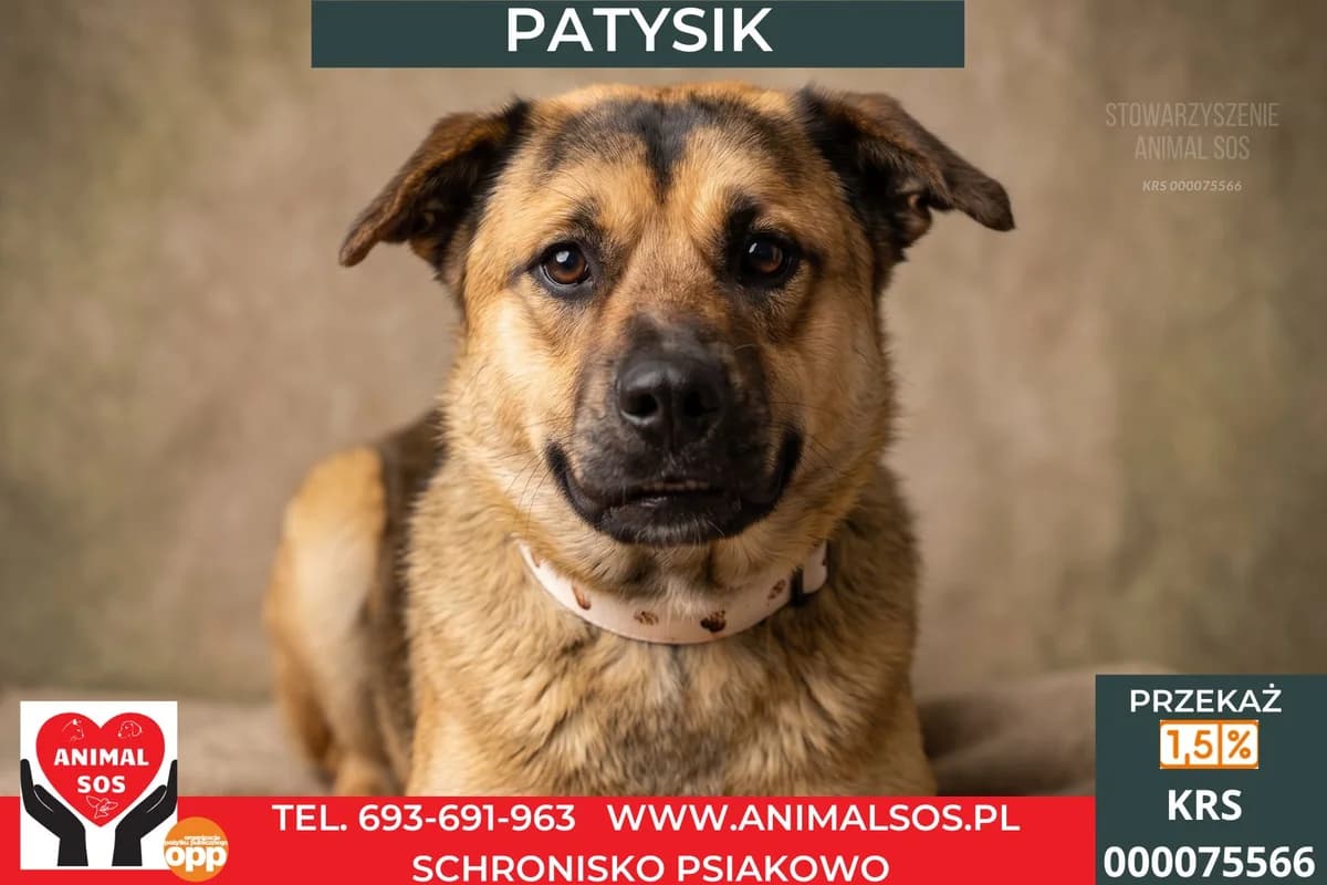 PATYSIK, male Mixed Breed for adoption at Animal Sos Psiakowo Centrum Adopcyjne, 99-423