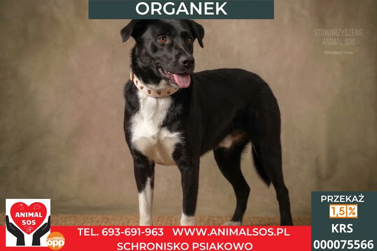 ORGANEK, male Mixed Breed for adoption at Animal Sos Psiakowo Centrum Adopcyjne, 99-423