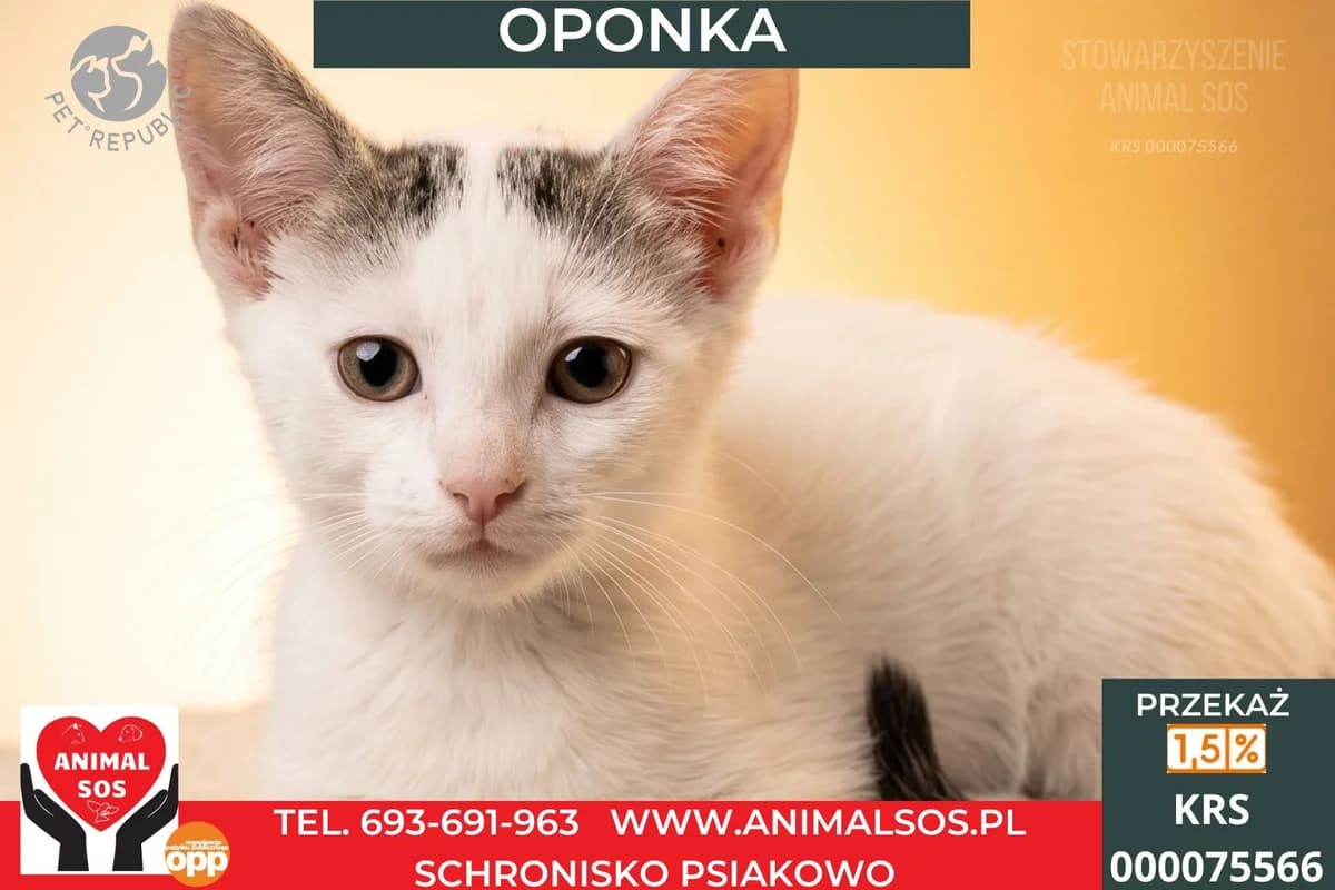 OPONKA, female puppy Mixed Breed for adoption at Animal Sos Psiakowo Centrum Adopcyjne, 99-423