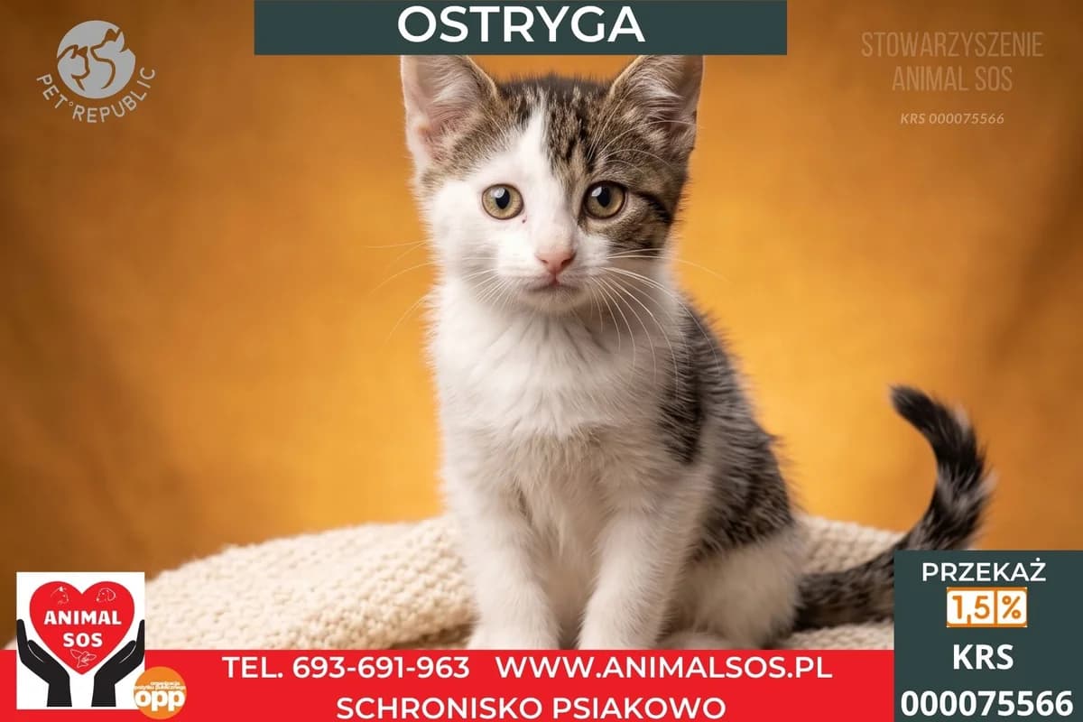 OPOKAN, male puppy Mixed Breed for adoption at Animal Sos Psiakowo Centrum Adopcyjne, 99-423