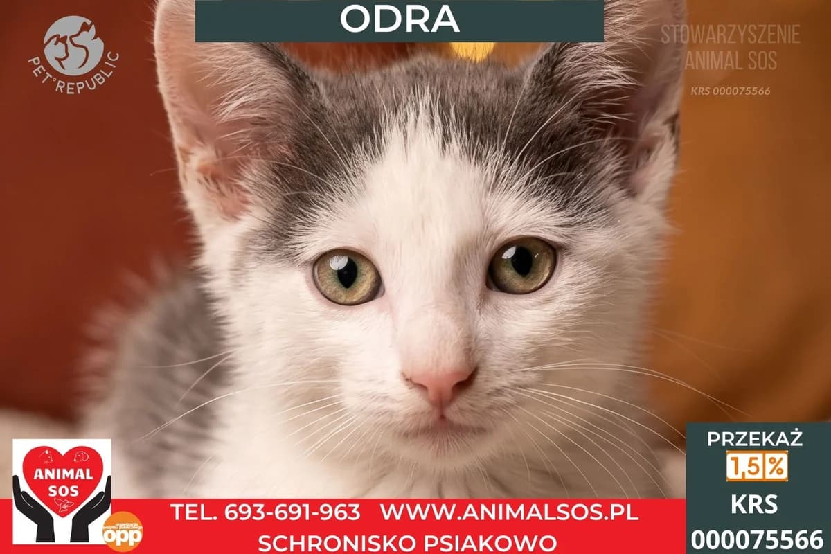 ODRA, female puppy Mixed Breed for adoption at Animal Sos Psiakowo Centrum Adopcyjne, 99-423
