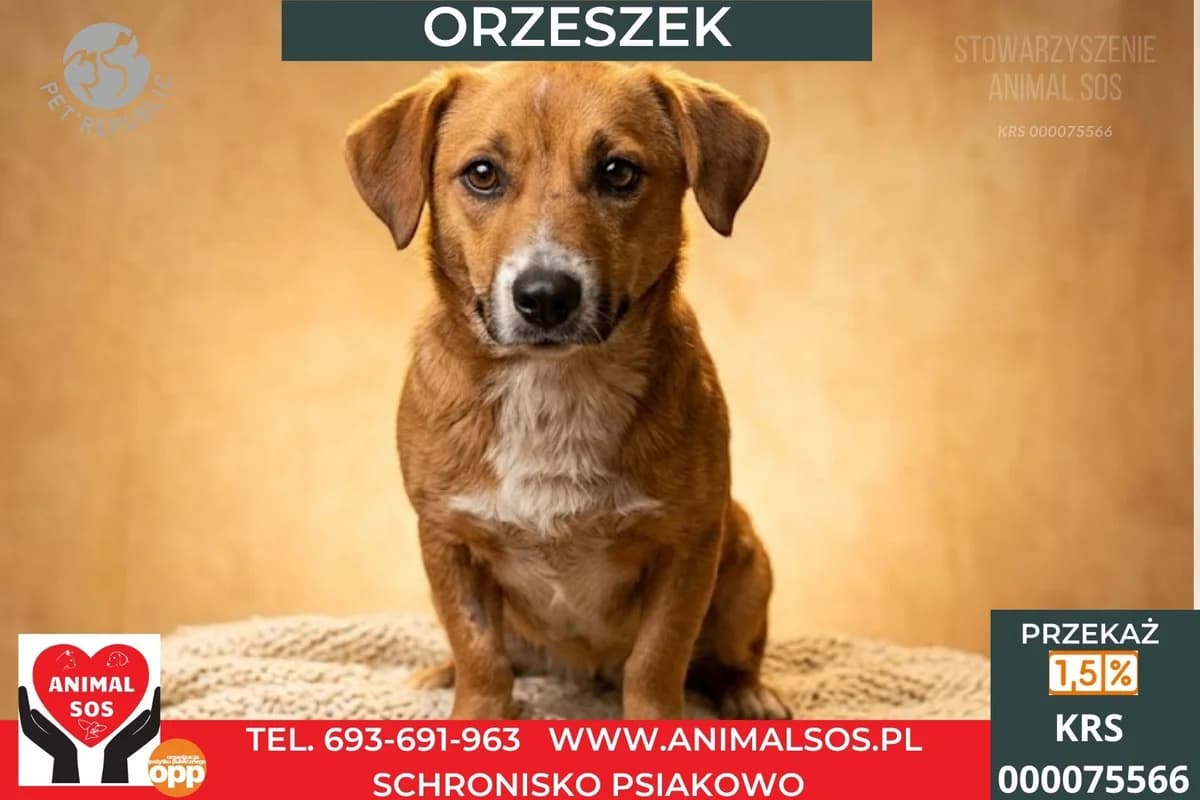 ORZESZEK, male Mixed Breed for adoption at Animal Sos Psiakowo Centrum Adopcyjne, 99-423
