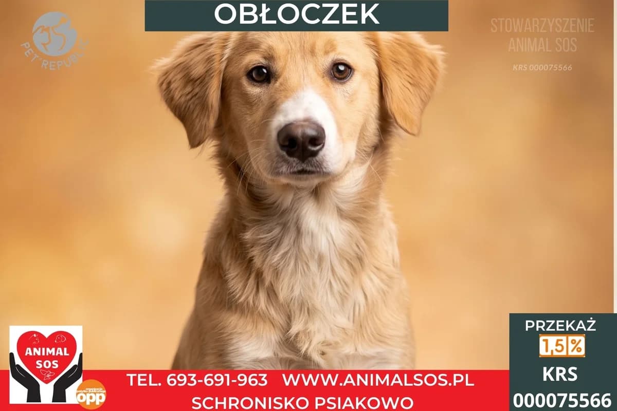 OBŁOCZEK, male Mixed Breed for adoption at Animal Sos Psiakowo Centrum Adopcyjne, 99-423