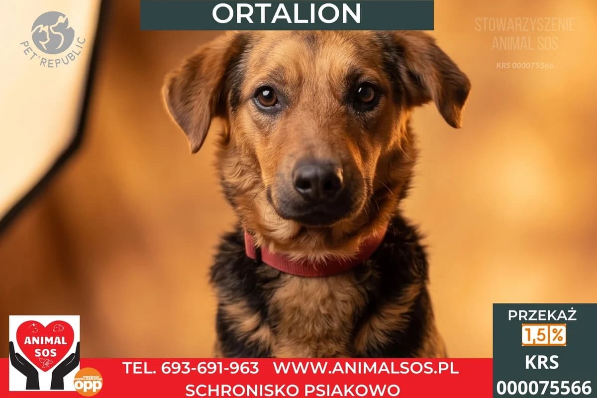 ORTALION, male Mixed Breed for adoption at Animal Sos Psiakowo Centrum Adopcyjne, 99-423