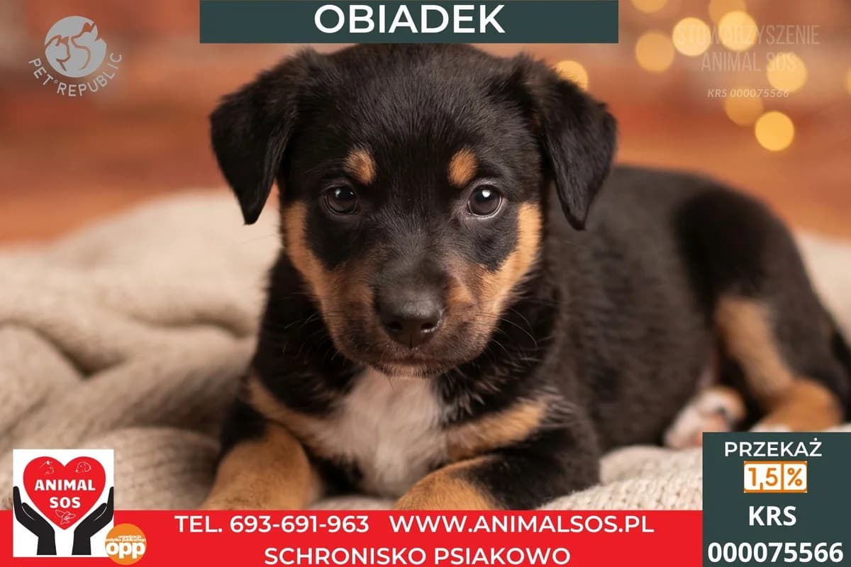 OBIADEK, male Mixed Breed for adoption at Animal Sos Psiakowo Centrum Adopcyjne, 99-423