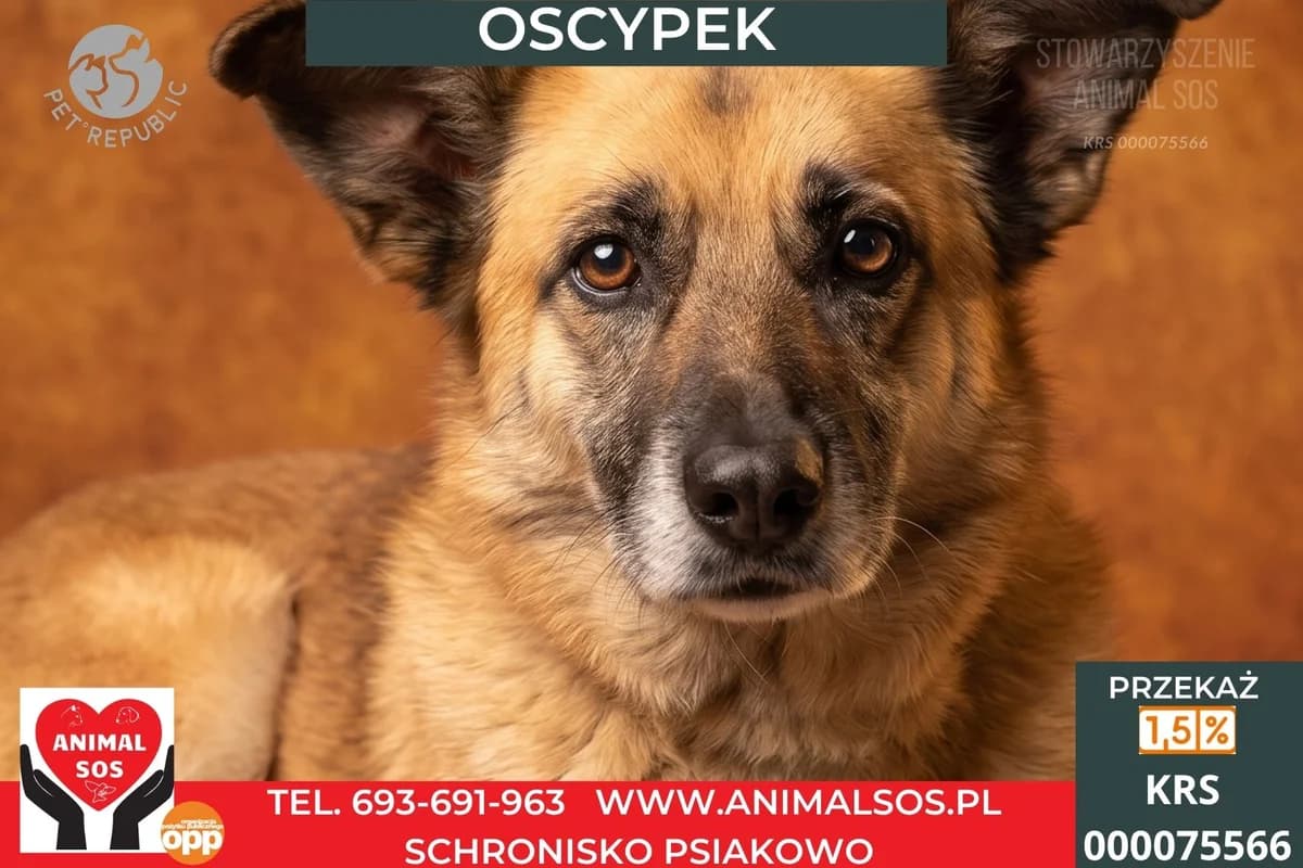 OSCYPEK, male Mixed Breed for adoption at Animal Sos Psiakowo Centrum Adopcyjne, 99-423