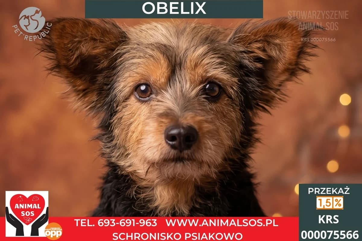 OBELIX, male Mixed Breed for adoption at Animal Sos Psiakowo Centrum Adopcyjne, 99-423