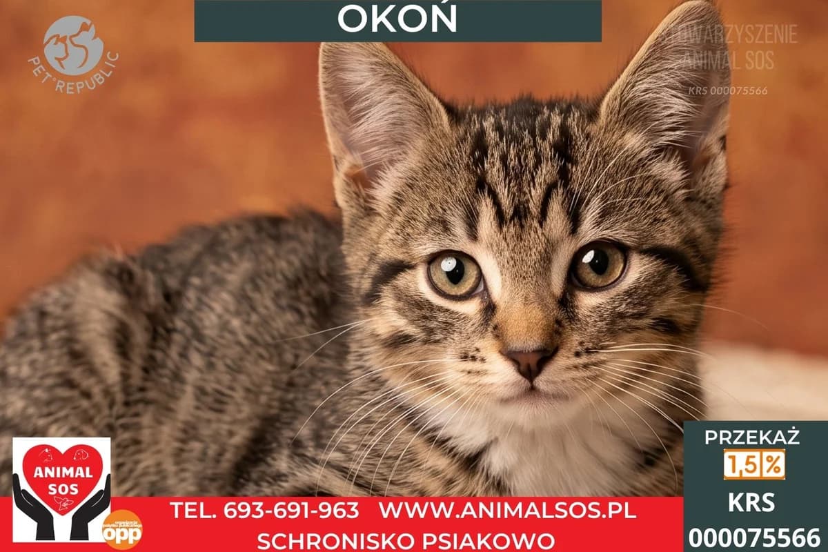 OKOŃ, male puppy Mixed Breed for adoption at Animal Sos Psiakowo Centrum Adopcyjne, 99-423