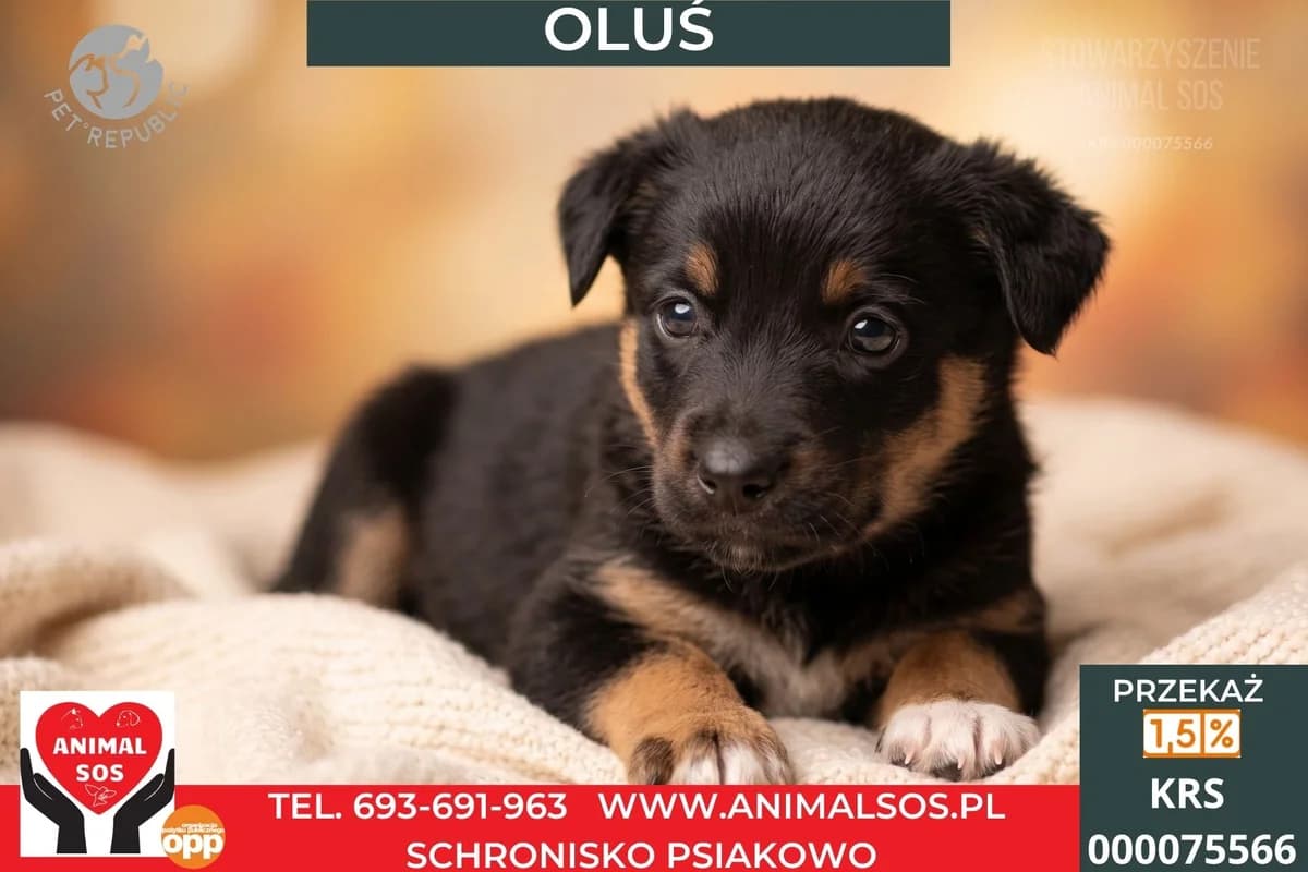 OLUŚ, male Mixed Breed for adoption at Animal Sos Psiakowo Centrum Adopcyjne, 99-423