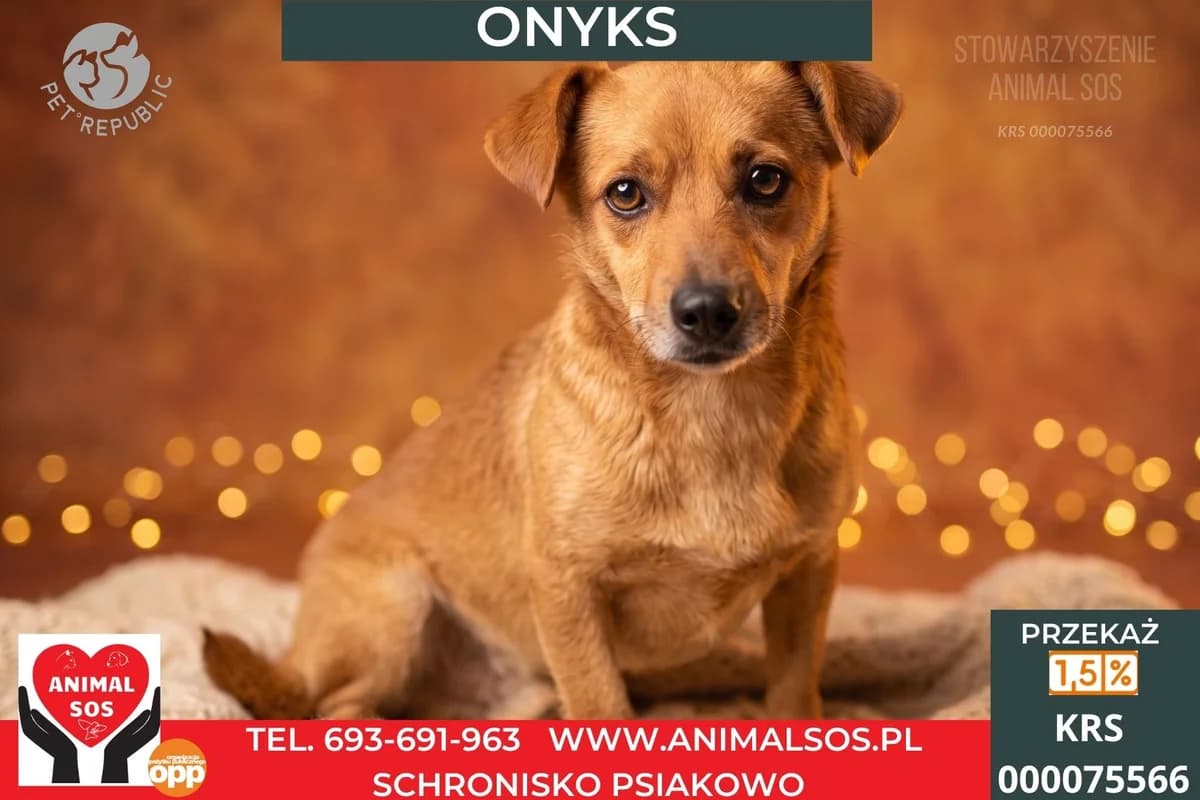 ONYKS, male Mixed Breed for adoption at Animal Sos Psiakowo Centrum Adopcyjne, 99-423
