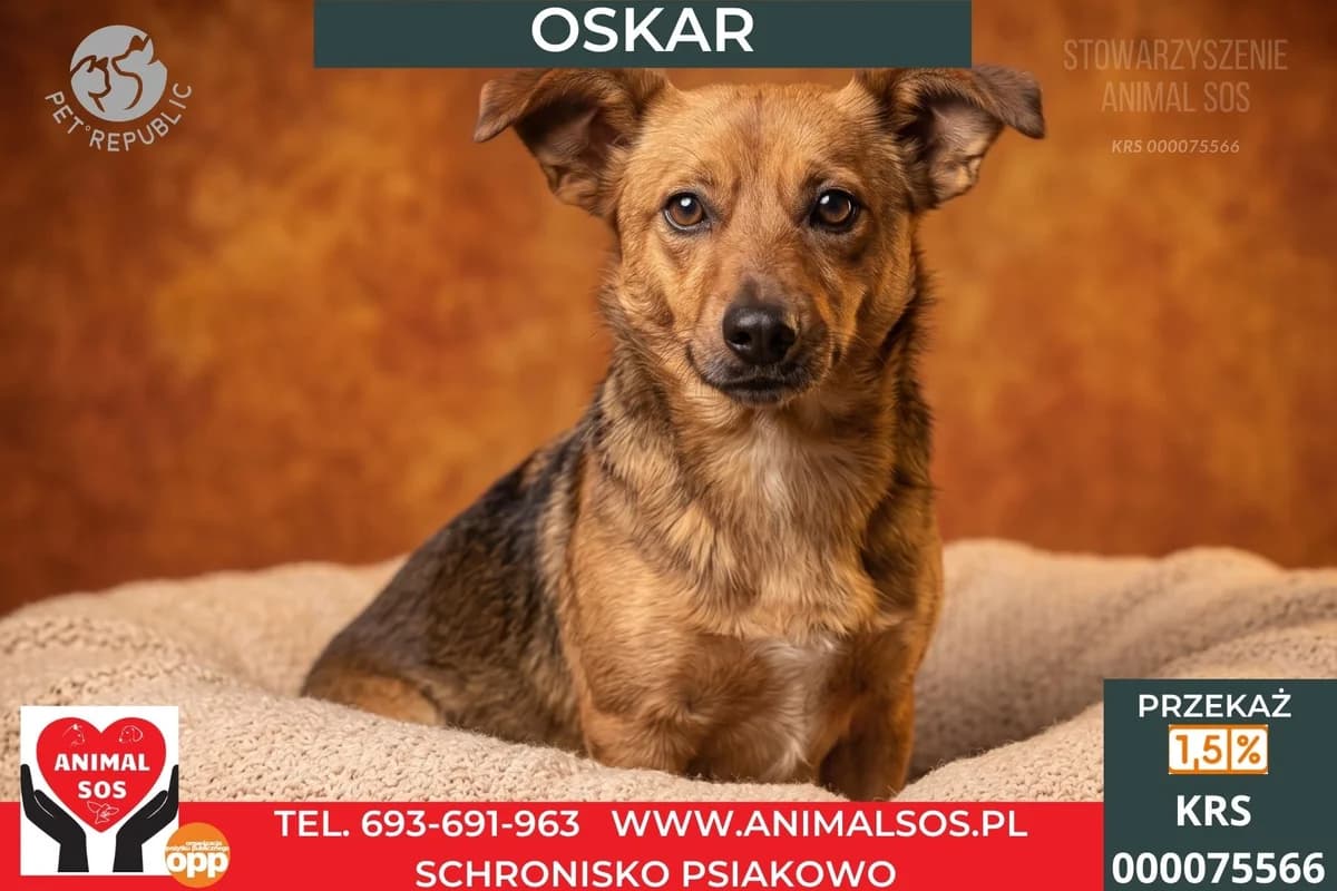 OSKAR, male Mixed Breed for adoption at Animal Sos Psiakowo Centrum Adopcyjne, 99-423