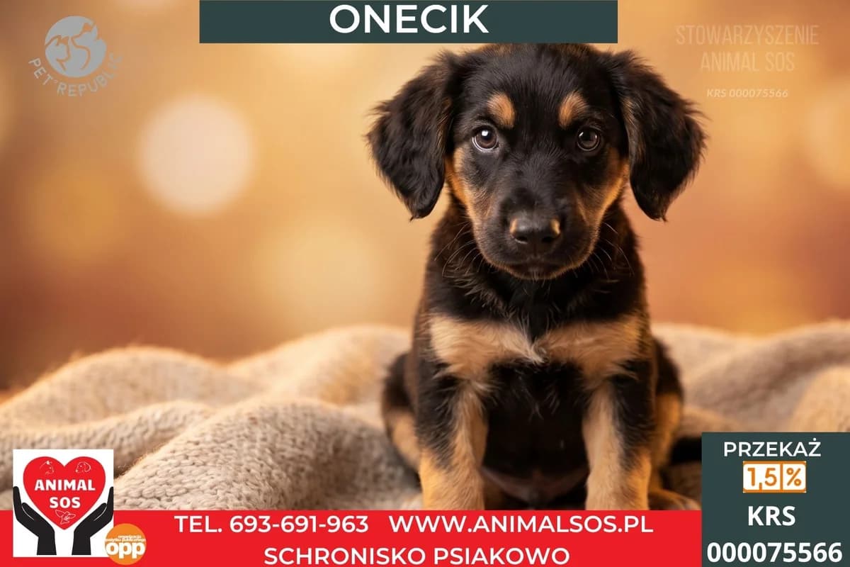 ONECIK, male Mixed Breed for adoption at Animal Sos Psiakowo Centrum Adopcyjne, 99-423