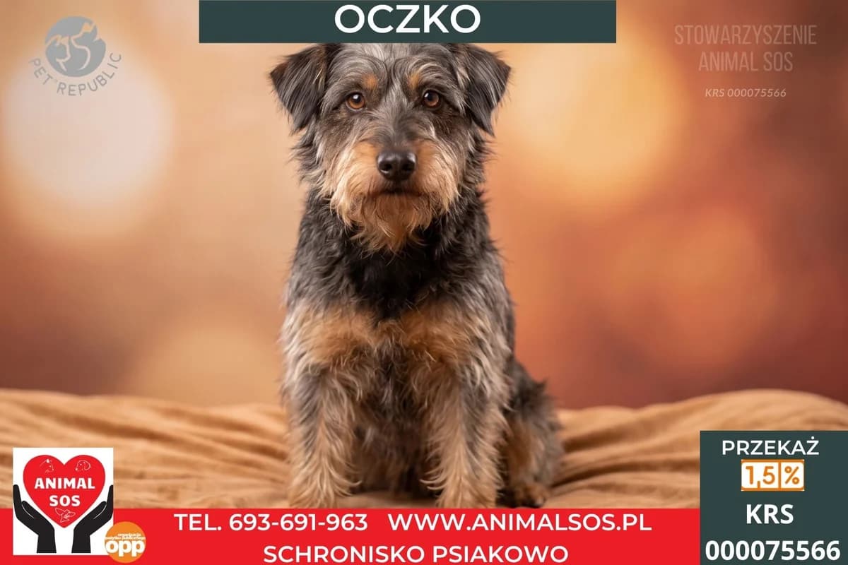 OCZKO, male Mixed Breed for adoption at Animal Sos Psiakowo Centrum Adopcyjne, 99-423