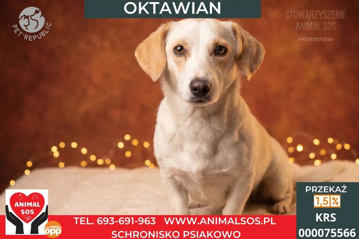 OKTAWIAN, male Mixed Breed for adoption at Animal Sos Psiakowo Centrum Adopcyjne, 99-423