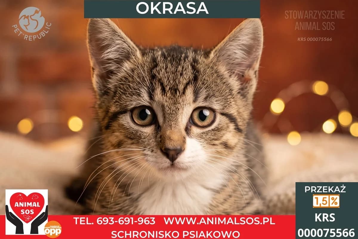 OKRASA, female puppy Mixed Breed for adoption at Animal Sos Psiakowo Centrum Adopcyjne, 99-423