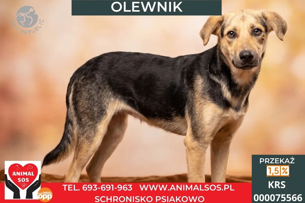 OLEWNIK, male Mixed Breed for adoption at Animal Sos Psiakowo Centrum Adopcyjne, 99-423