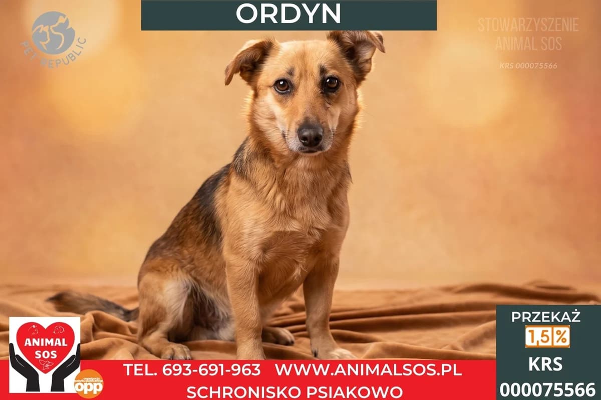 ORDYN, male Mixed Breed for adoption at Animal Sos Psiakowo Centrum Adopcyjne, 99-423