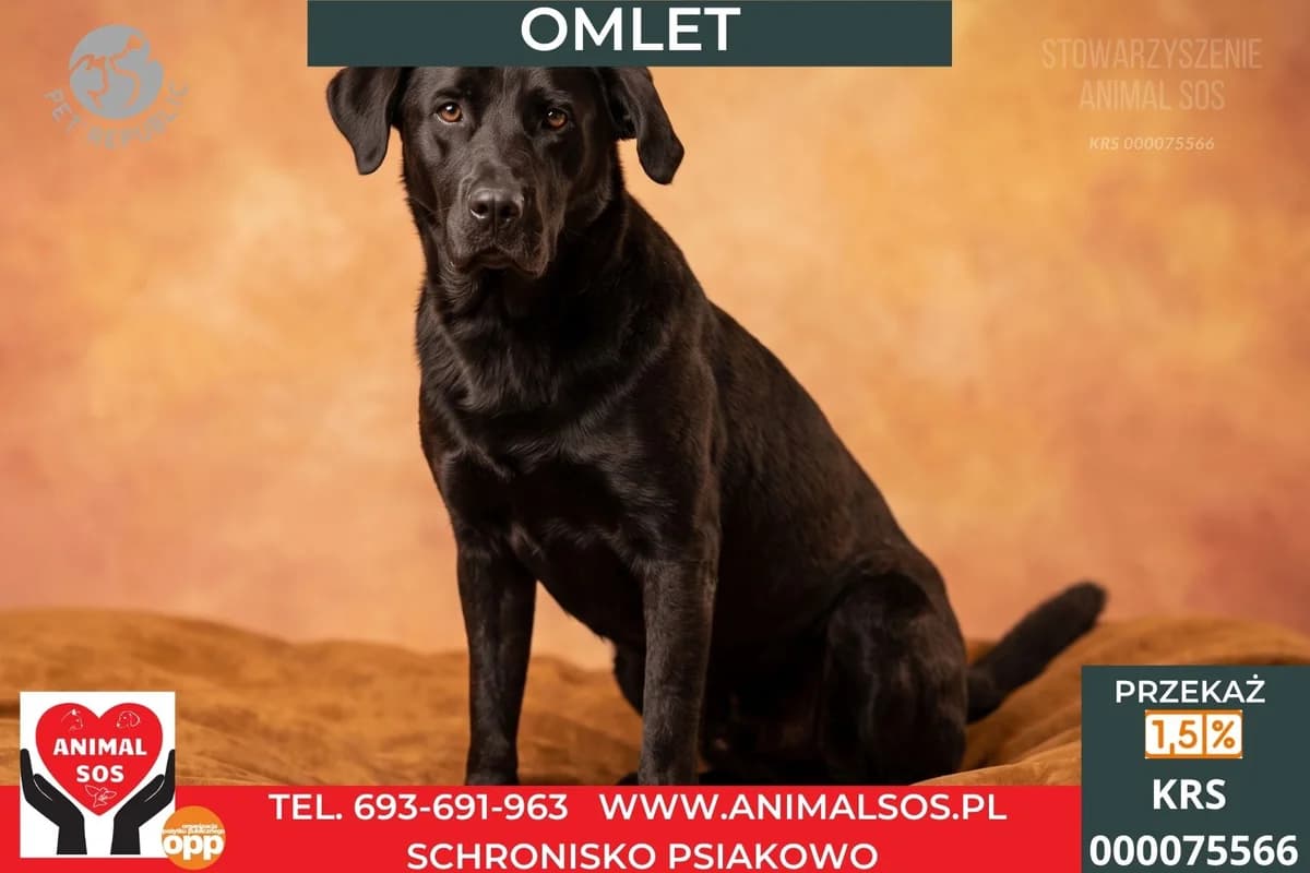 OMLET, Mixed Breed (Animal Sos Psiakowo Centrum Adopcyjne)