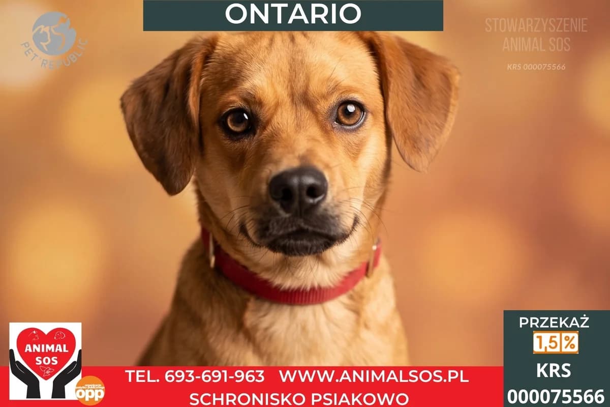 ONTARIO, male Mixed Breed for adoption at Animal Sos Psiakowo Centrum Adopcyjne, 99-423