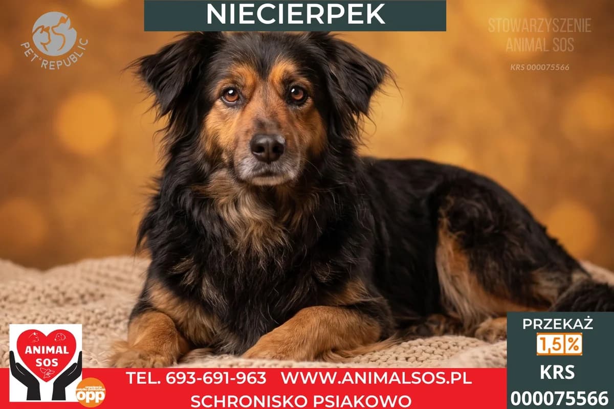 NIECIERPEK, male Mixed Breed for adoption at Animal Sos Psiakowo Centrum Adopcyjne, 99-423