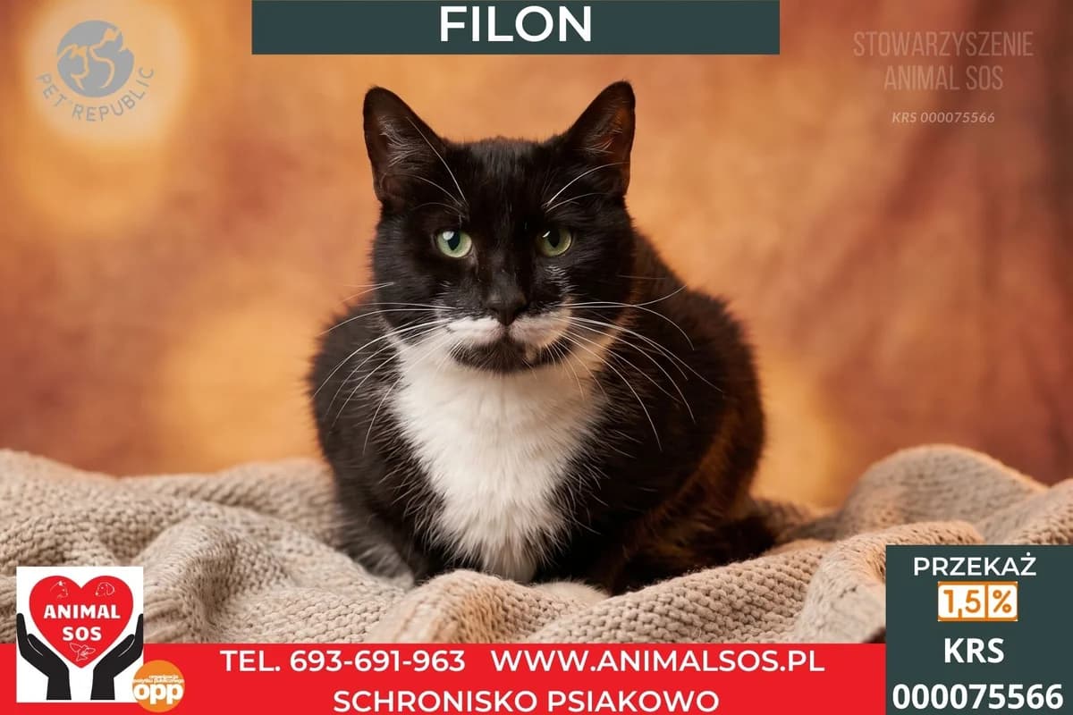 FILON, male 5yo Mixed Breed for adoption at Animal Sos Psiakowo Centrum Adopcyjne, 99-423