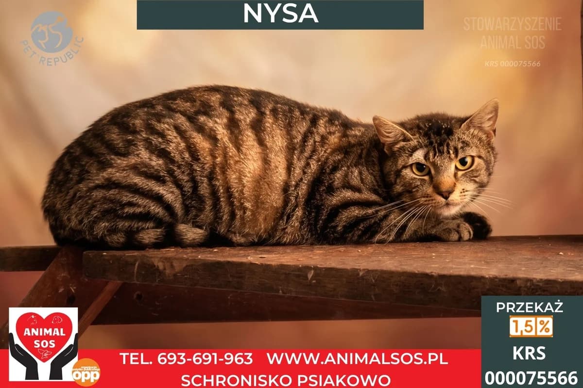 NYSA, female 5yo Mixed Breed for adoption at Animal Sos Psiakowo Centrum Adopcyjne, 99-423