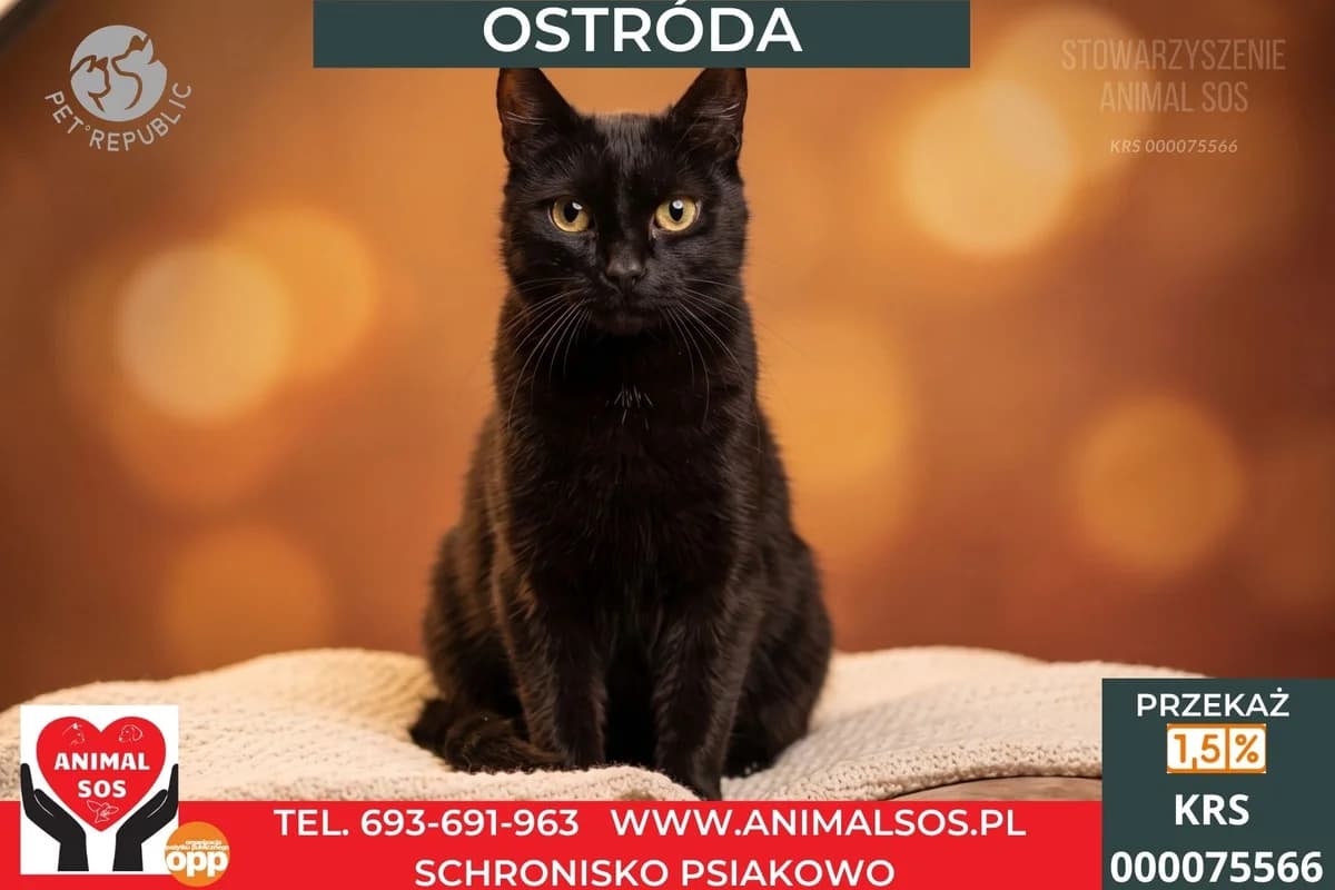 OSTRÓDA, female 3yo Mixed Breed for adoption at Animal Sos Psiakowo Centrum Adopcyjne, 99-423