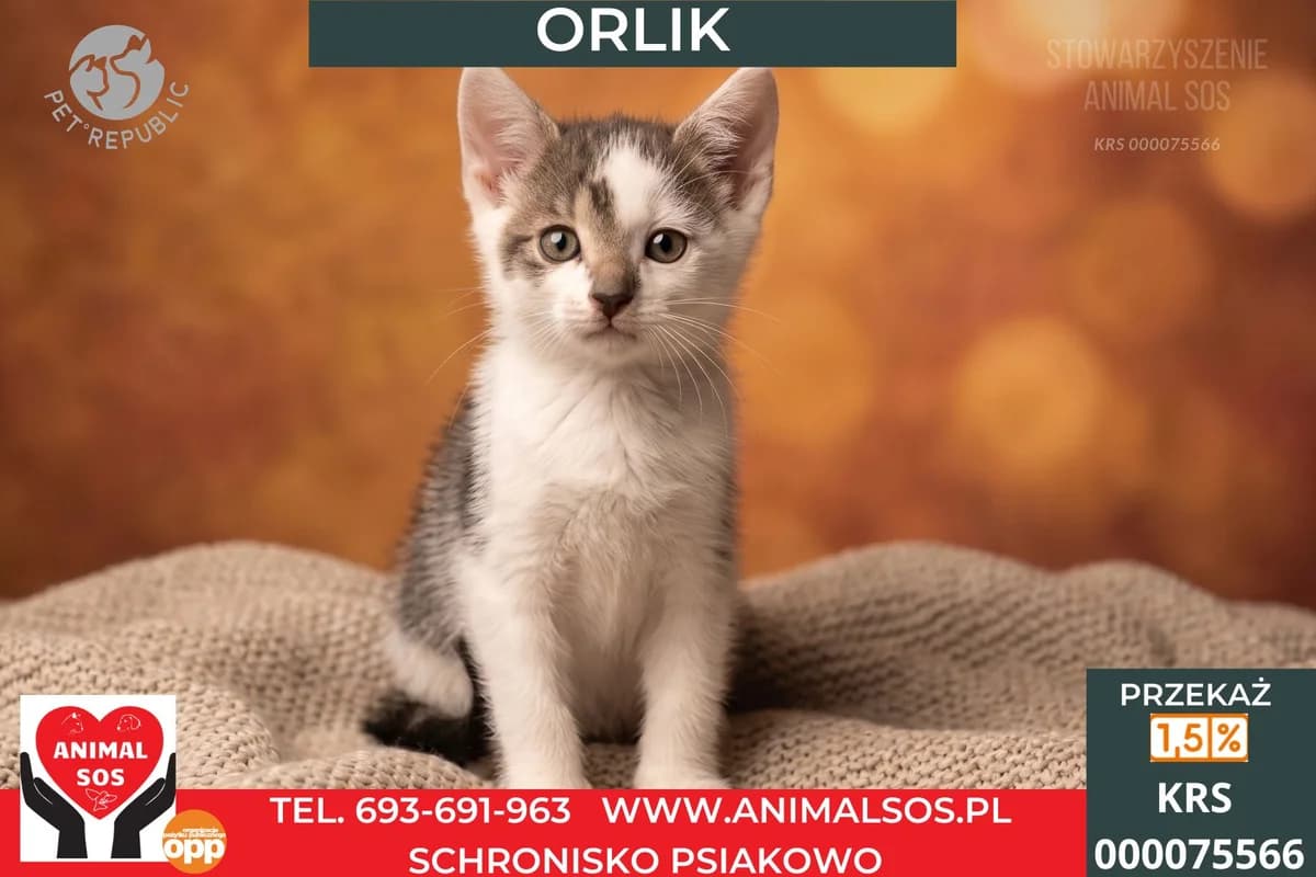 ORLIK, male 3yo Mixed Breed for adoption at Animal Sos Psiakowo Centrum Adopcyjne, 99-423