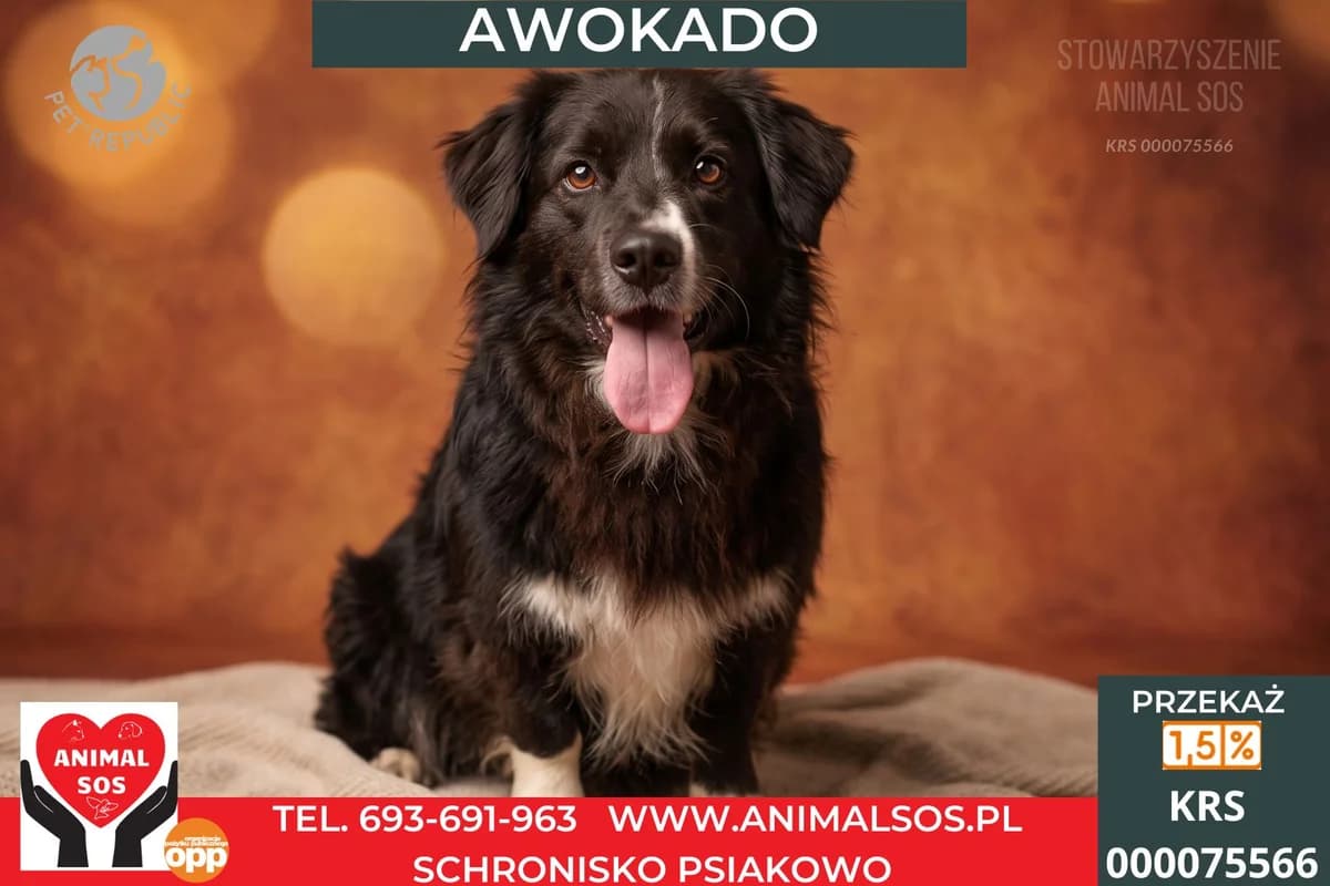 AWOKADO, male young Mixed Breed for adoption at Animal Sos Psiakowo Centrum Adopcyjne, 99-423