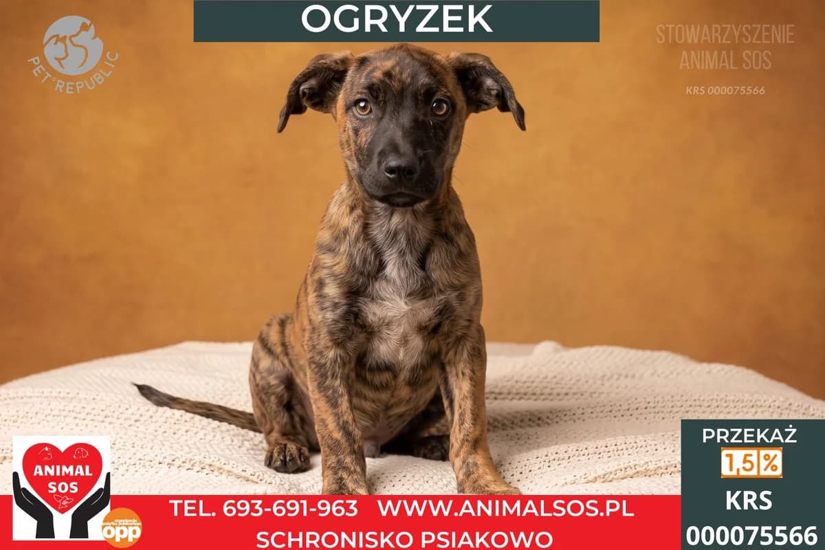 OGRYZEK, male Mixed Breed for adoption at Animal Sos Psiakowo Centrum Adopcyjne, 99-423