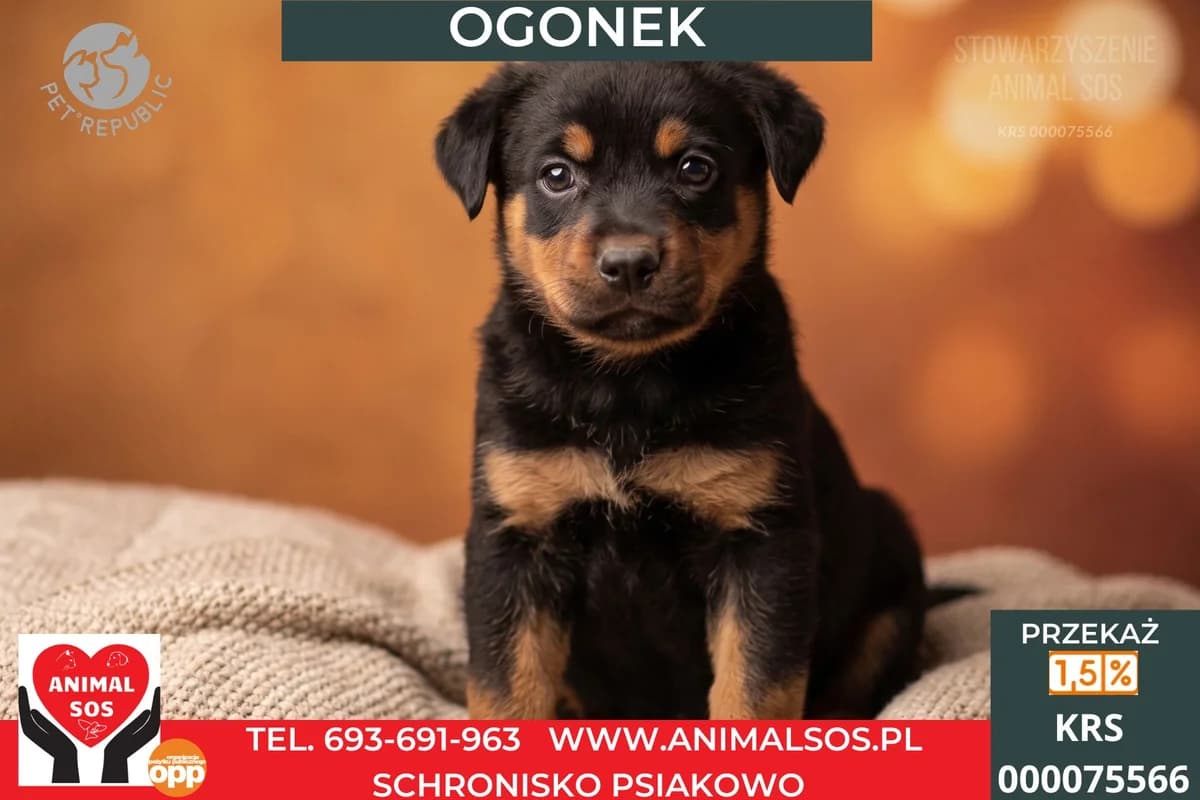 OGONEK, male Mixed Breed for adoption at Animal Sos Psiakowo Centrum Adopcyjne, 99-423