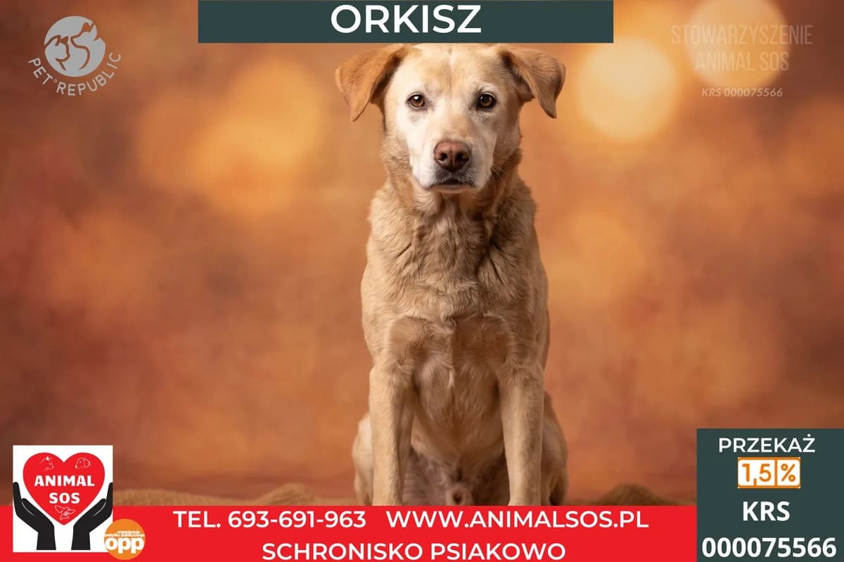 ORKISZ, male Mixed Breed for adoption at Animal Sos Psiakowo Centrum Adopcyjne, 99-423