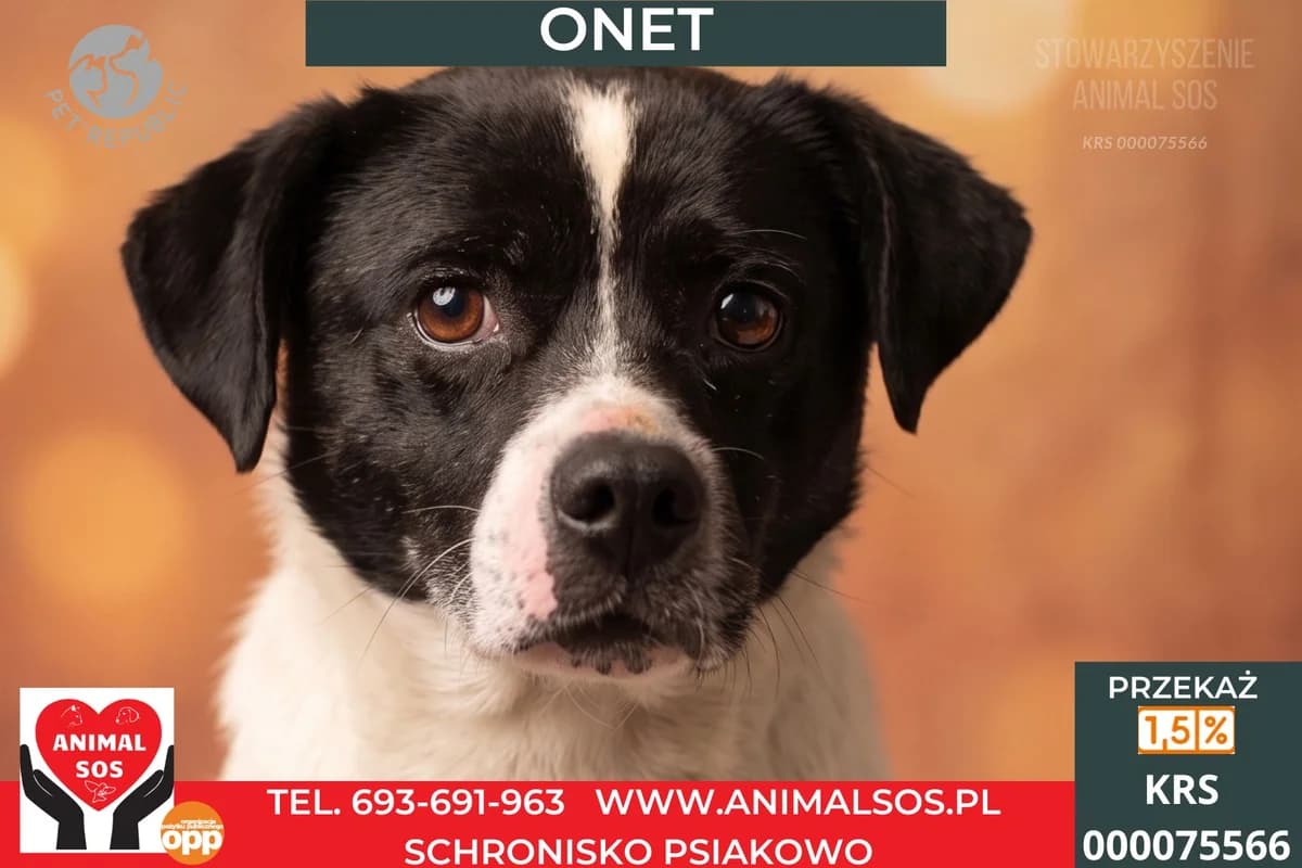 ONET, male Mixed Breed for adoption at Animal Sos Psiakowo Centrum Adopcyjne, 99-423
