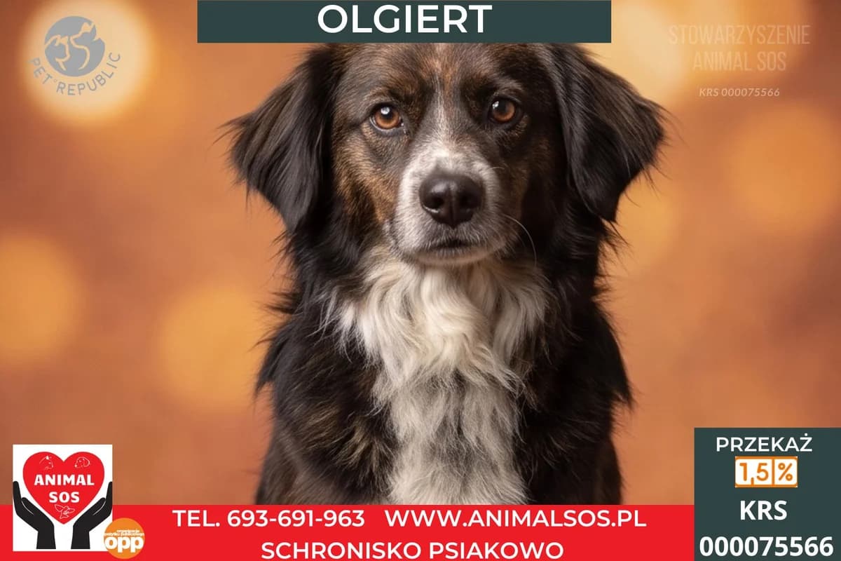 OLGIERD, male Mixed Breed for adoption at Animal Sos Psiakowo Centrum Adopcyjne, 99-423