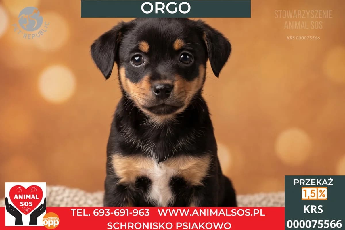 ORGO, male Mixed Breed for adoption at Animal Sos Psiakowo Centrum Adopcyjne, 99-423