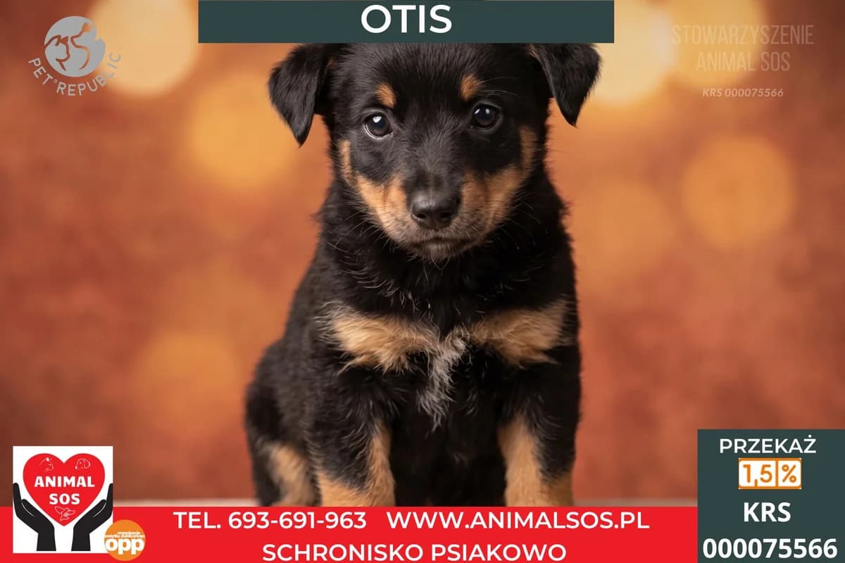 OTIS, male puppy Mixed Breed for adoption at Animal Sos Psiakowo Centrum Adopcyjne, 99-423