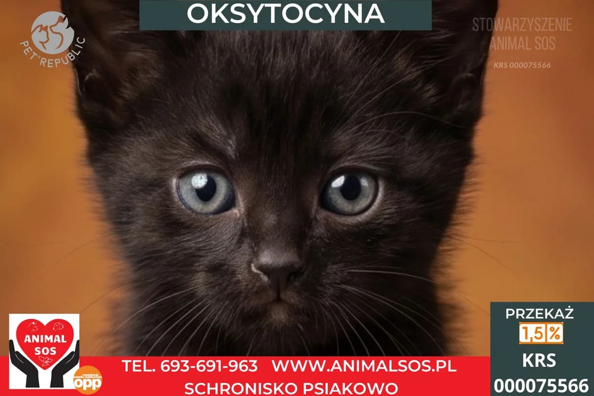 OKSYTOCYNA, female puppy Mixed Breed for adoption at Animal Sos Psiakowo Centrum Adopcyjne, 99-423