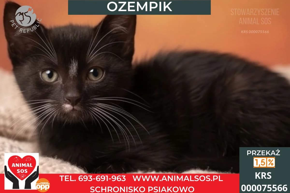 OZEMPIK, male puppy Mixed Breed for adoption at Animal Sos Psiakowo Centrum Adopcyjne, 99-423