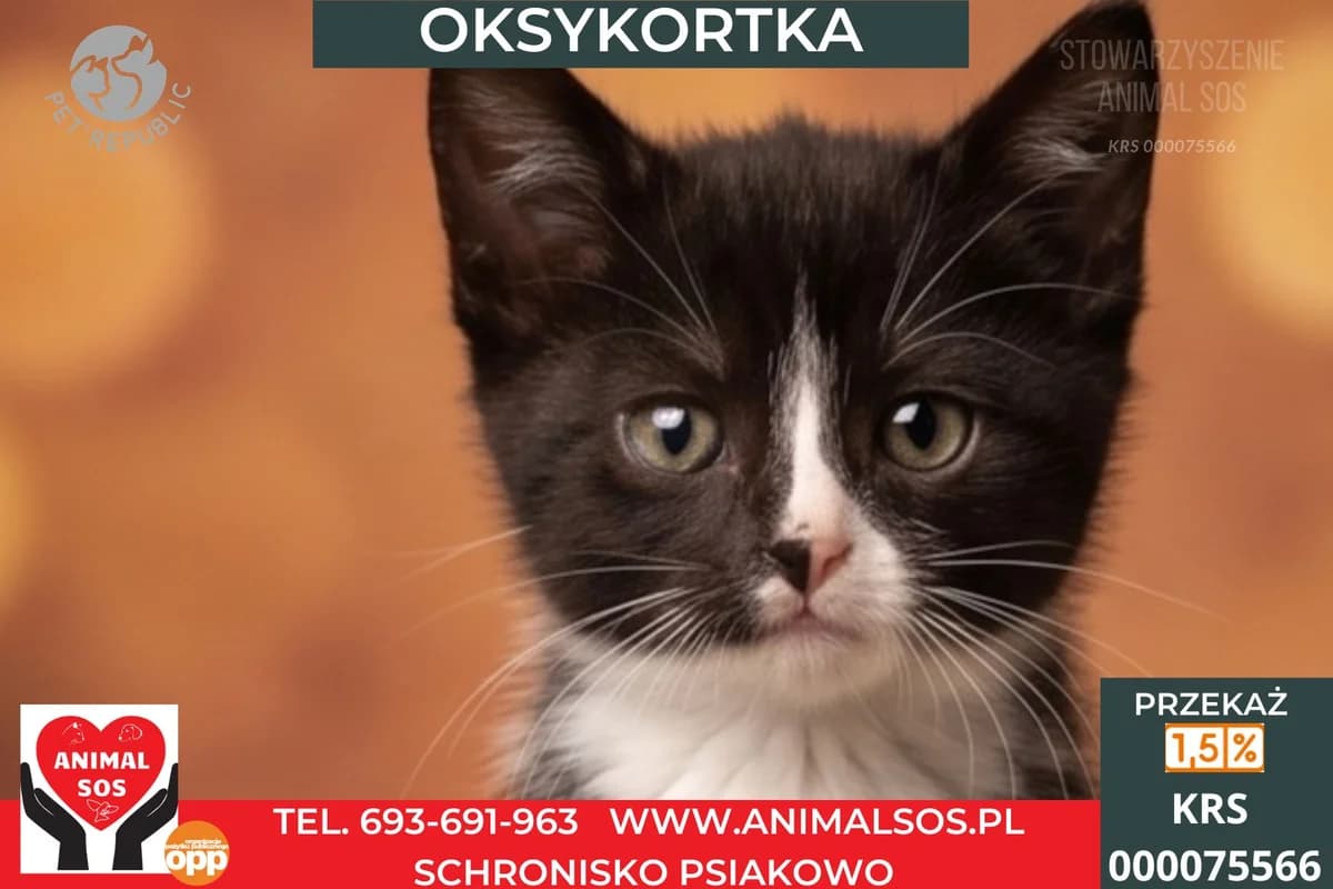 OKSYKORTKA, female puppy Mixed Breed for adoption at Animal Sos Psiakowo Centrum Adopcyjne, 99-423