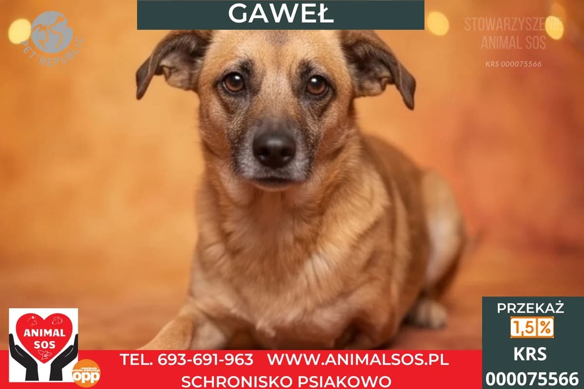 GAWEŁ – TRÓJŁAPEK, male Mixed Breed for adoption at Animal Sos Psiakowo Centrum Adopcyjne, 99-423