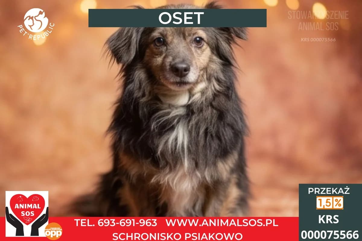 OSET, male senior Mixed Breed for adoption at Animal Sos Psiakowo Centrum Adopcyjne, 99-423