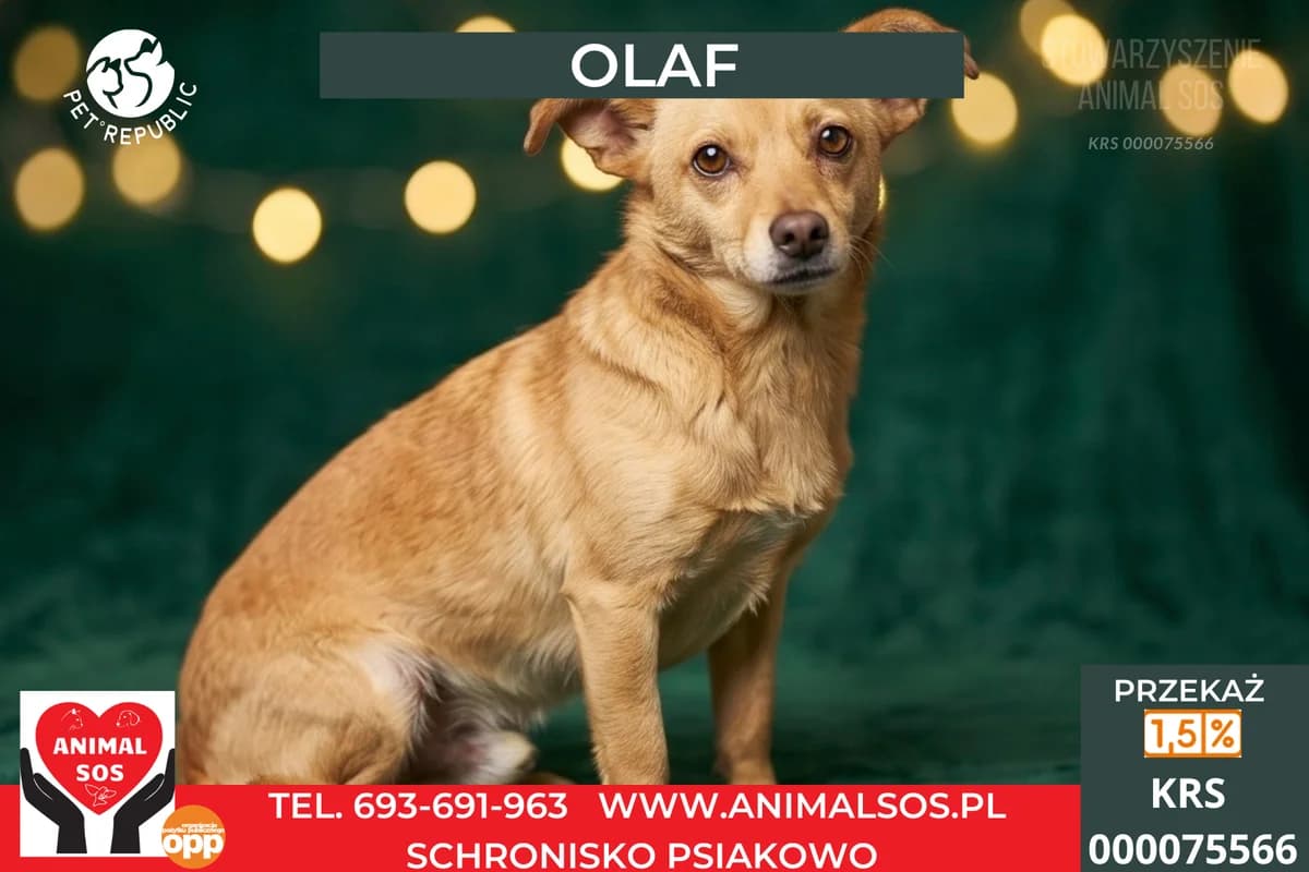 OLAF, male senior Mixed Breed for adoption at Animal Sos Psiakowo Centrum Adopcyjne, 99-423